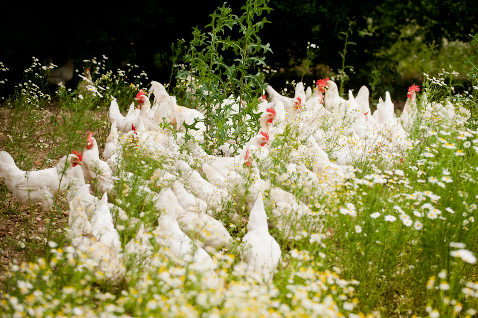 Wo unsere chiemgauer Bio Hennen gemütlich ihre Eier legen …