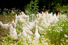 Wo unsere chiemgauer Bio Hennen gemütlich ihre Eier legen …
