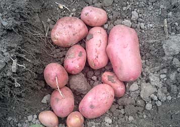 Landwirtschaft: Kartoffeln